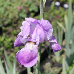 Kosatec německý 'Rheinländerin' - Iris barbata-elatior 'Rheinländerin'