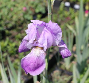 Kosatec německý 'Rheinländerin' - Iris barbata-elatior 'Rheinländerin'