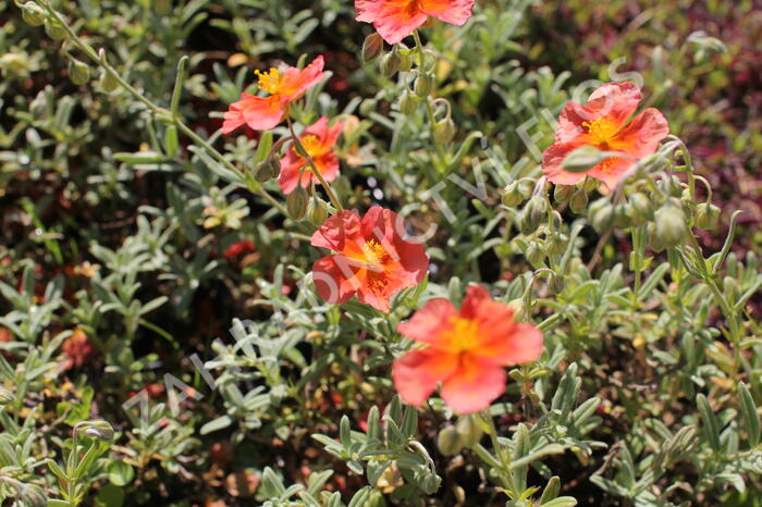 Devaterník 'Fire Dragon' - Helianthemum 'Fire Dragon'