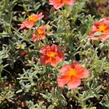 Devaterník 'Fire Dragon' - Helianthemum 'Fire Dragon'