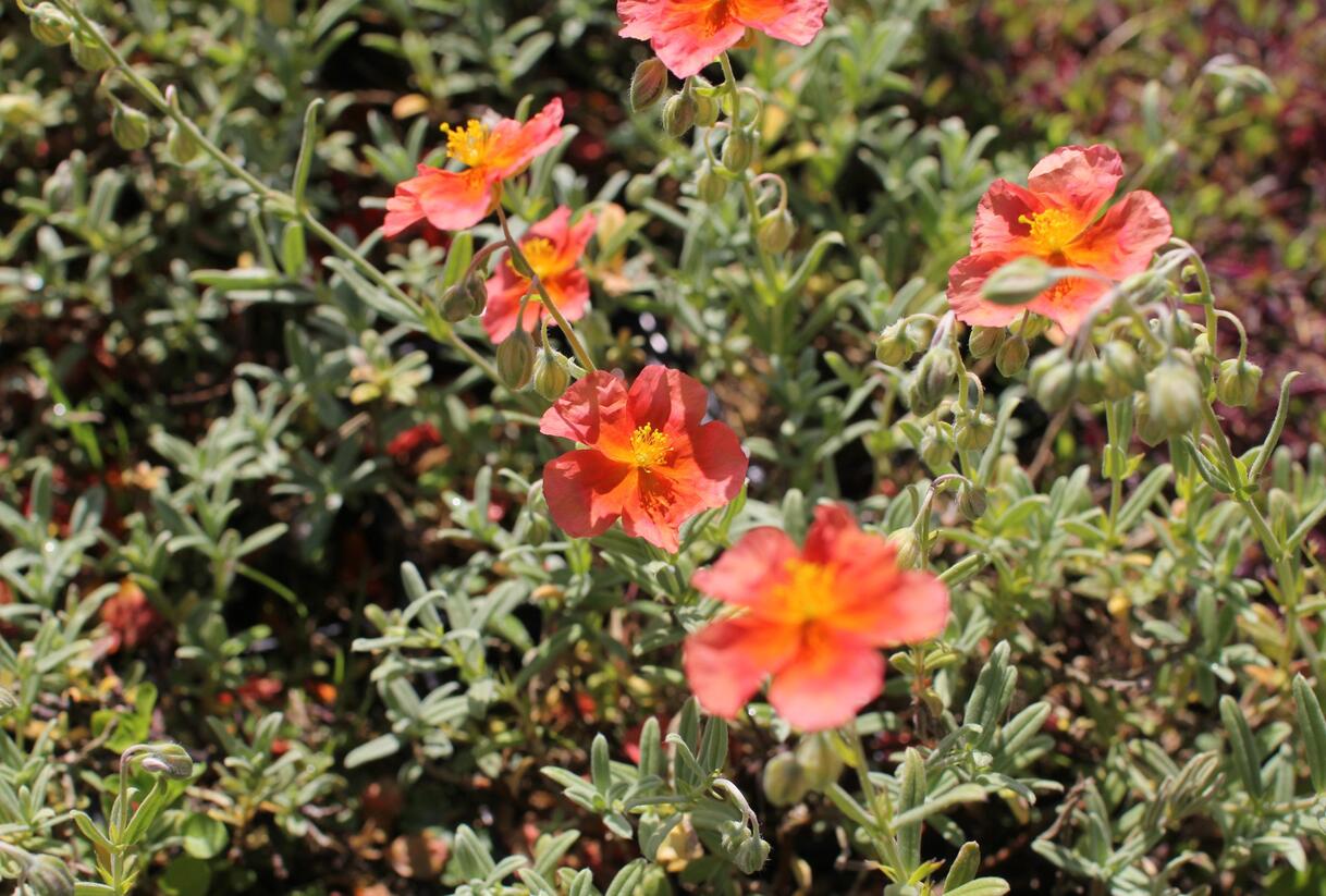 Devaterník 'Fire Dragon' - Helianthemum 'Fire Dragon'