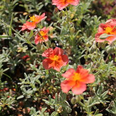 Devaterník 'Fire Dragon' - Helianthemum 'Fire Dragon'