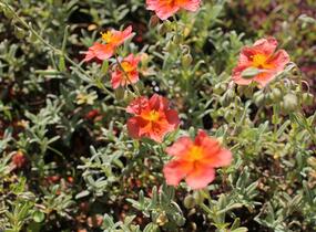 Devaterník 'Fire Dragon' - Helianthemum 'Fire Dragon'