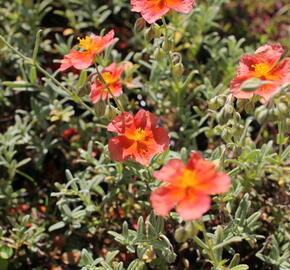 Devaterník 'Fire Dragon' - Helianthemum 'Fire Dragon'