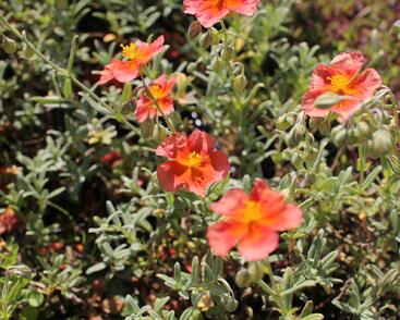 Devaterník 'Fire Dragon'