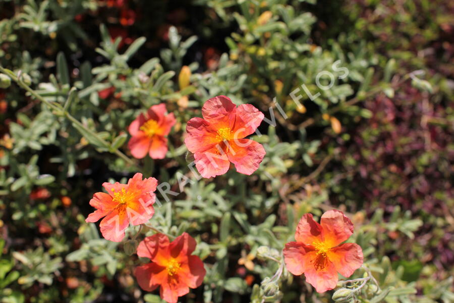Devaterník 'Fire Dragon' - Helianthemum 'Fire Dragon'