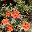 Devaterník 'Fire Dragon' - Helianthemum 'Fire Dragon'