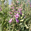 Náprstník červený 'Excelsior' - Digitalis purpurea 'Excelsior'