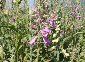 Náprstník červený 'Excelsior' - Digitalis purpurea 'Excelsior'