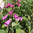 Náprstník červený 'Excelsior' - Digitalis purpurea 'Excelsior'