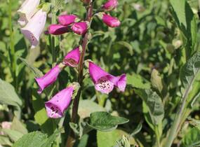 Náprstník červený 'Excelsior' - Digitalis purpurea 'Excelsior'