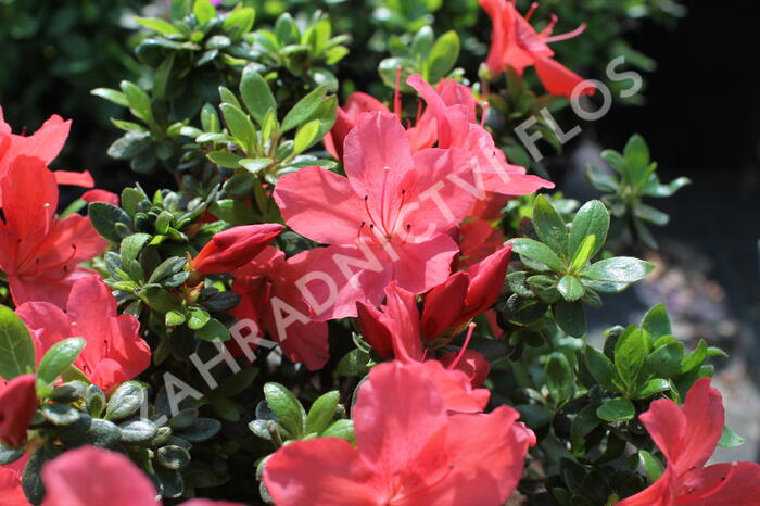 Azalka japonská 'Aladin' - Azalea japonica 'Aladin'