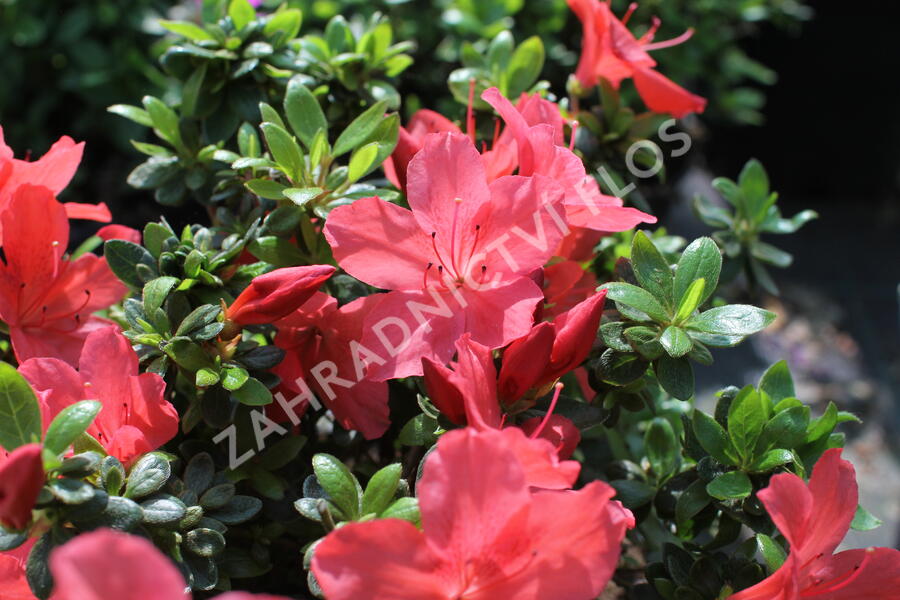 Azalka japonská 'Aladin' - Azalea japonica 'Aladin'