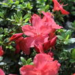 Azalka japonská 'Aladin' - Azalea japonica 'Aladin'