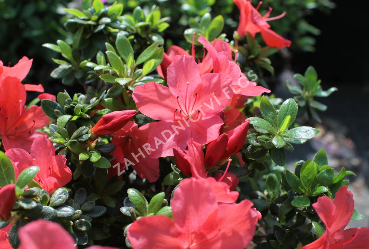 Azalka japonská 'Aladin' - Azalea japonica 'Aladin'