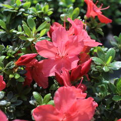 Azalka japonská 'Aladin' - Azalea japonica 'Aladin'