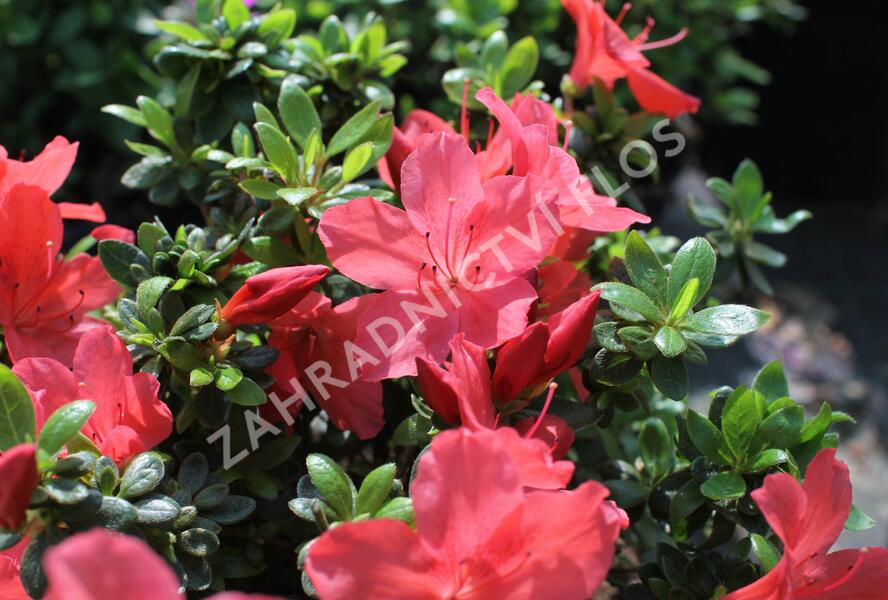 Azalka japonská 'Aladin' - Azalea japonica 'Aladin'