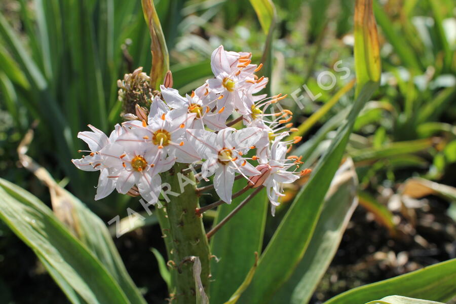 Liliochvostec - Eremurus robustus