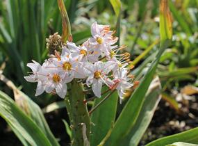 Liliochvostec - Eremurus robustus