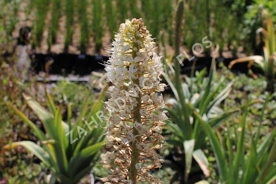 Liliochvostec - Eremurus robustus