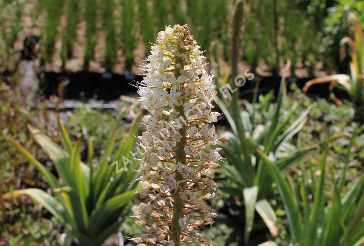 Liliochvostec - Eremurus robustus