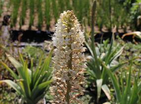 Liliochvostec - Eremurus robustus