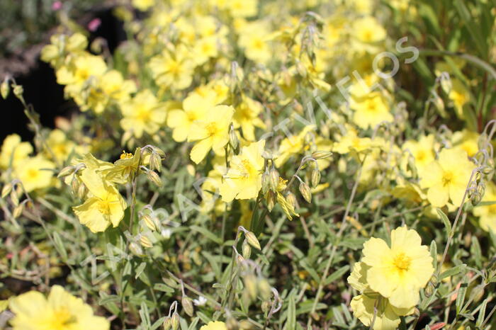 Devaterník 'Wisley Primrose' - Helianthemum 'Wisley Primrose'