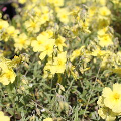 Devaterník 'Wisley Primrose' - Helianthemum 'Wisley Primrose'