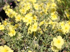 Devaterník 'Wisley Primrose' - Helianthemum 'Wisley Primrose'