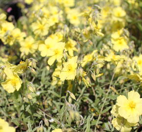 Devaterník 'Wisley Primrose' - Helianthemum 'Wisley Primrose'