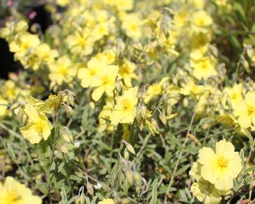 Devaterník 'Wisley Primrose'