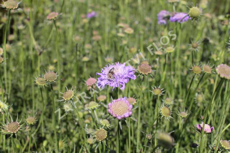 Hlaváč fialový 'Pincushion Blue' - Scabiosa columbaria f. nana 'Pincushion Blue'