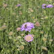 Hlaváč fialový 'Pincushion Blue' - Scabiosa columbaria f. nana 'Pincushion Blue'