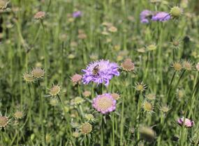 Hlaváč fialový 'Pincushion Blue' - Scabiosa columbaria f. nana 'Pincushion Blue'