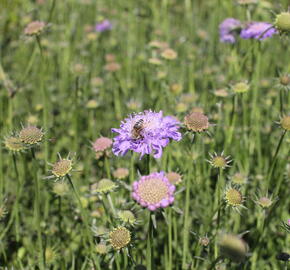 Hlaváč fialový 'Pincushion Blue' - Scabiosa columbaria f. nana 'Pincushion Blue'