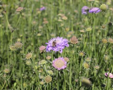 Hlaváč fialový 'Pincushion Blue'