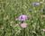 Hlaváč fialový 'Pincushion Blue'