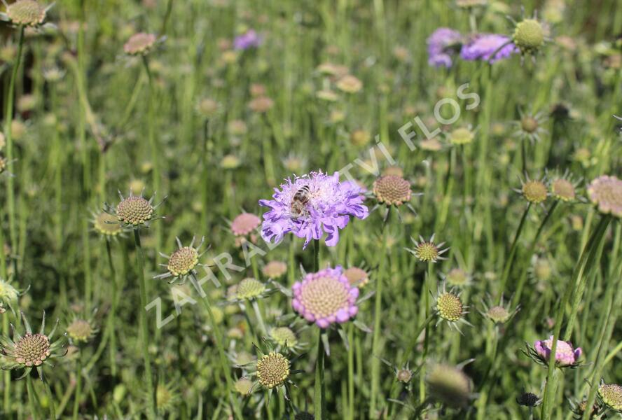 Hlaváč fialový 'Pincushion Blue' - Scabiosa columbaria f. nana 'Pincushion Blue'