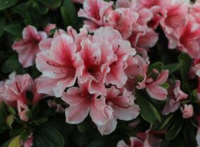 Azalka japonská 'Encore Sunburst' - Azalea japonica 'Encore Sunburst'