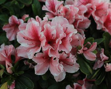 Azalka japonská 'Encore Sunburst'