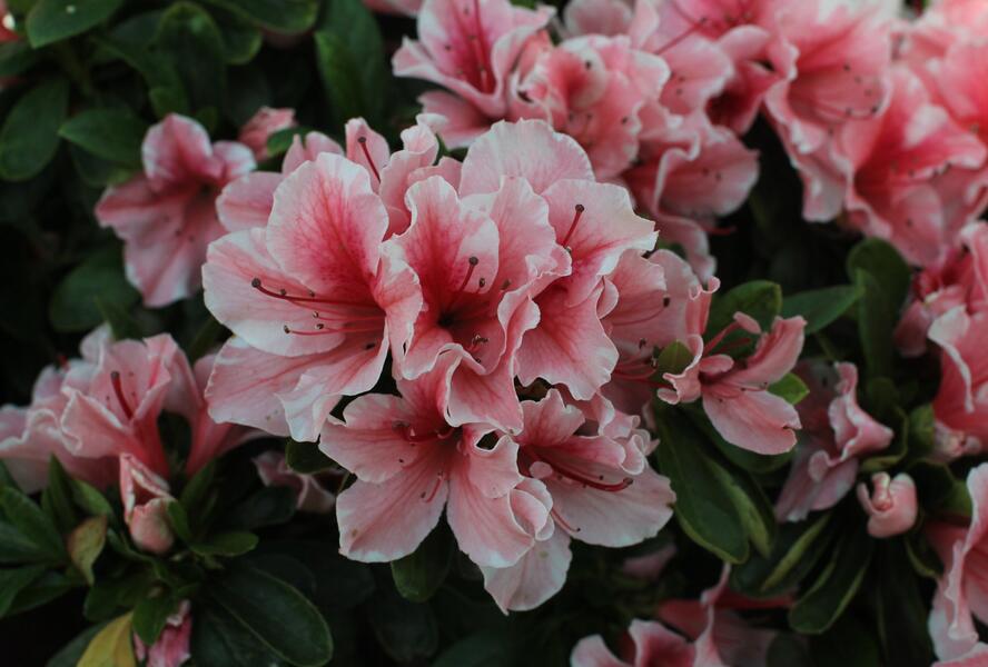 Azalka japonská 'Encore Sunburst' - Azalea japonica 'Encore Sunburst'