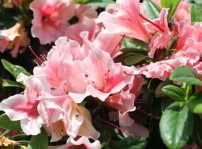 Azalka japonská 'Encore Sunburst' - Azalea japonica 'Encore Sunburst'