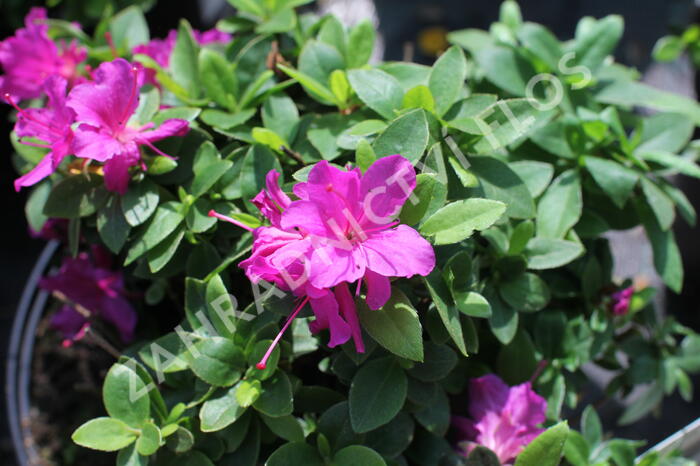 Azalka japonská 'Violetta' - Azalea japonica 'Violetta'