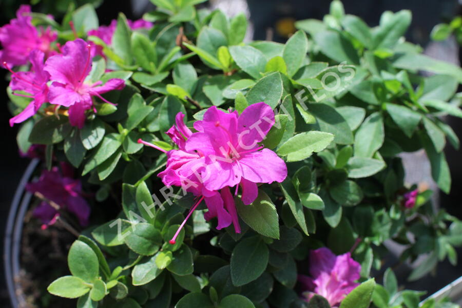 Azalka japonská 'Violetta' - Azalea japonica 'Violetta'