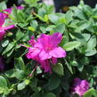 Azalka japonská 'Violetta' - Azalea japonica 'Violetta'