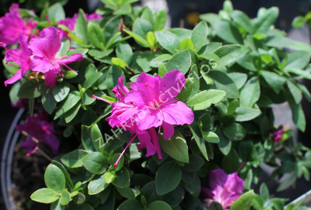 Azalka japonská 'Violetta' - Azalea japonica 'Violetta'