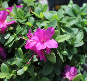 Azalka japonská 'Violetta' - Azalea japonica 'Violetta'