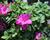 Azalka japonská 'Violetta'
