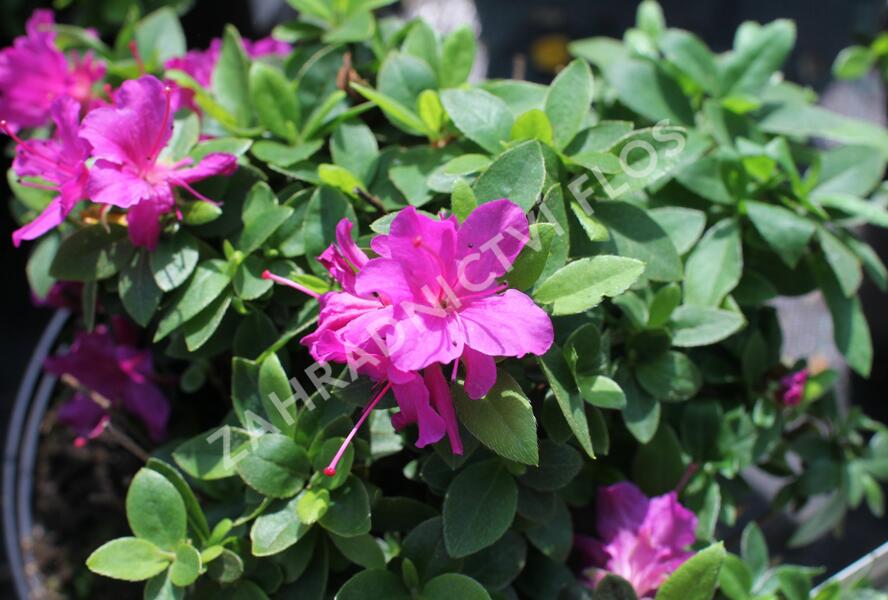 Azalka japonská 'Violetta' - Azalea japonica 'Violetta'