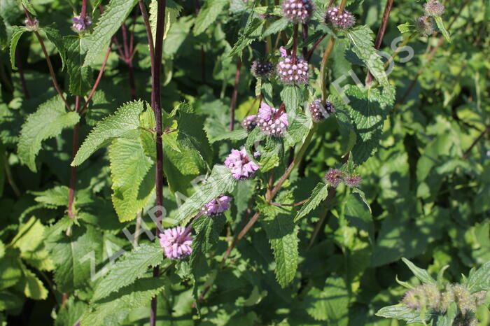 Sápa hlíznatá - Phlomis tuberosa